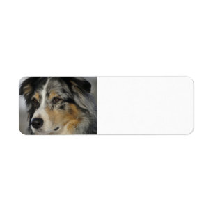 Miniature American Shepherd Blue Merle second Return Address Label