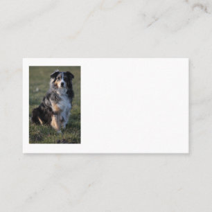 Miniature American Shepherd Blue Merle Sitting Business Card