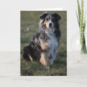 Miniature American Shepherd Blue Merle Sitting Card
