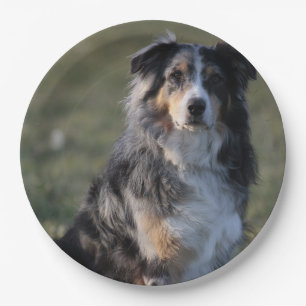 Miniature American Shepherd Blue Merle Sitting Paper Plate