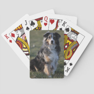 Miniature American Shepherd Blue Merle Sitting Playing Cards