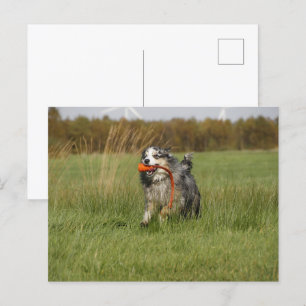 Miniature American Shepherd Blue Merle w Toy Postcard