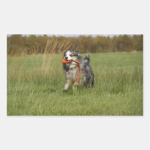 Miniature American Shepherd Blue Merle w Toy Rectangular Sticker