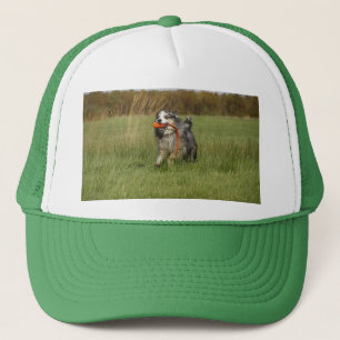 Miniature American Shepherd Blue Merle w Toy Trucker Hat