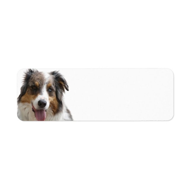 Miniature American Shepherd Merle Return Address Label (Front)