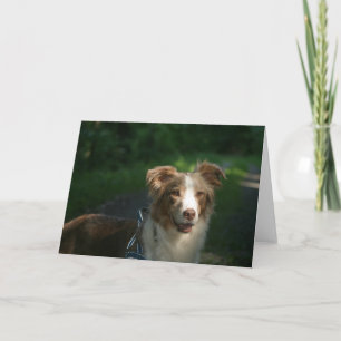 Miniature American Shepherd Red Merle Card