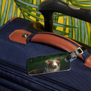 Miniature American Shepherd Red Merle Luggage Tag