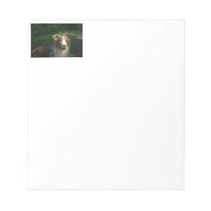 Miniature American Shepherd Red Merle Notepad