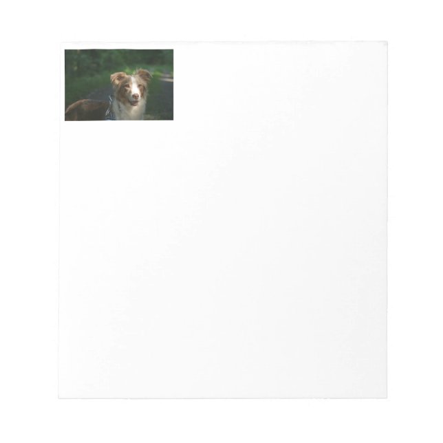 Miniature American Shepherd Red Merle Notepad (Front)
