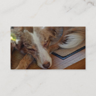 Miniature American Shepherd Red Merle Sleeping Business Card
