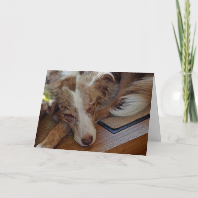 Miniature American Shepherd Red Merle Sleeping Card (Front)