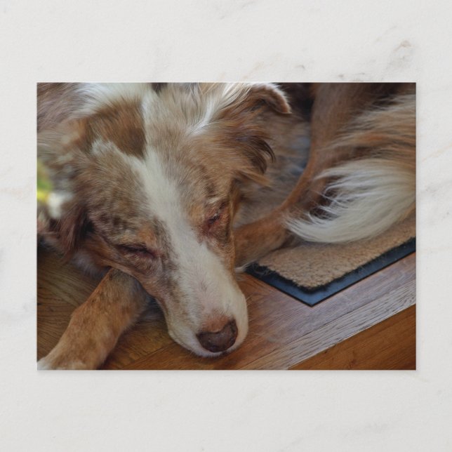 Miniature American Shepherd Red Merle Sleeping Postcard (Front)