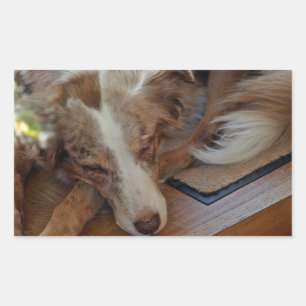Miniature American Shepherd Red Merle Sleeping Rectangular Sticker