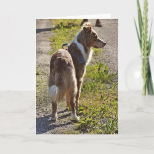 Miniature American Shepherd Red Merle with Tail Card
