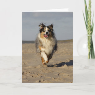 Miniature American Shepherd Running On Beach Card