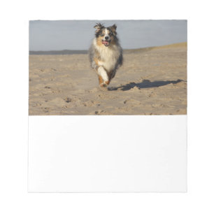 Miniature American Shepherd Running On Beach Notepad