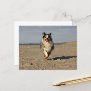 Miniature American Shepherd Running On Beach Postcard