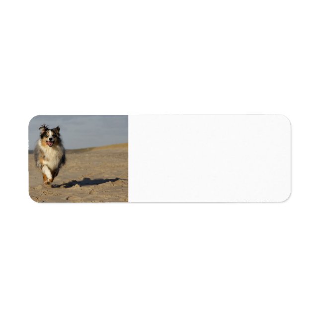Miniature American Shepherd Running On Beach Return Address Label (Front)
