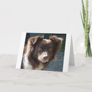 Miniature American Shepherrd Red Tri Card
