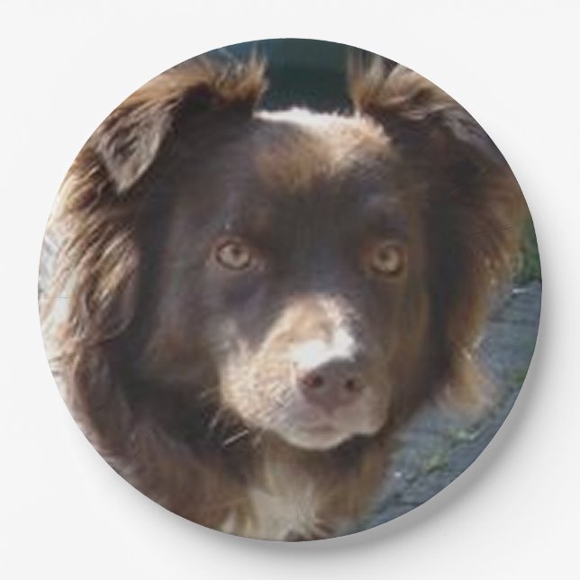 Miniature American Shepherrd Red Tri Paper Plate (Front)