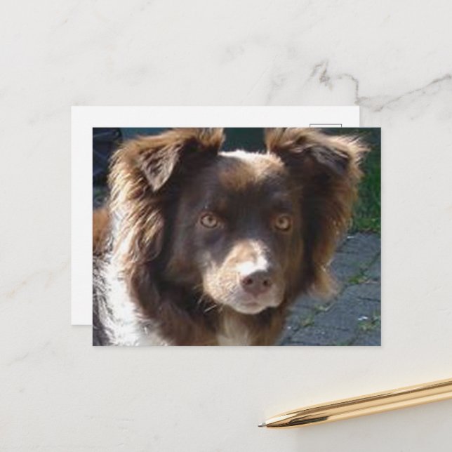 Miniature American Shepherrd Red Tri Postcard (Front/Back In Situ)