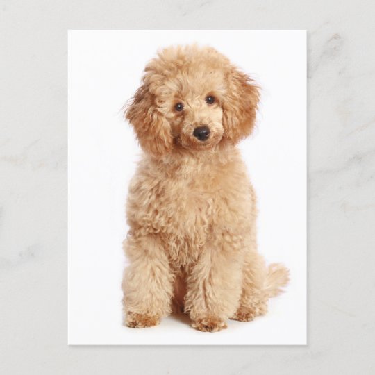 apricot mini poodle
