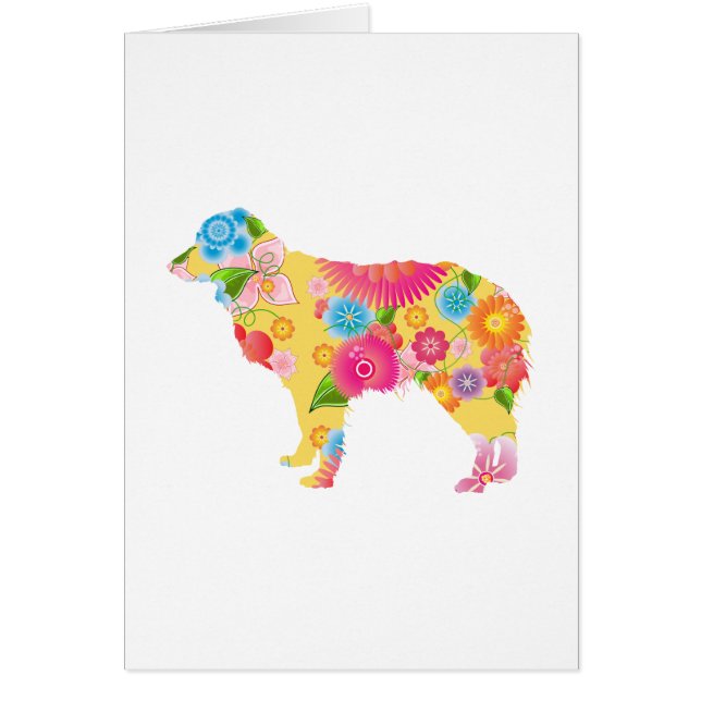 Miniature Australian Shepherd (Front)