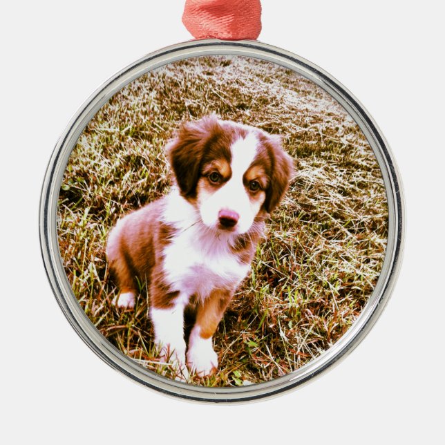 Miniature Australian Shepherd! Mini Aussie Puppy! Metal Tree Decoration (Front)