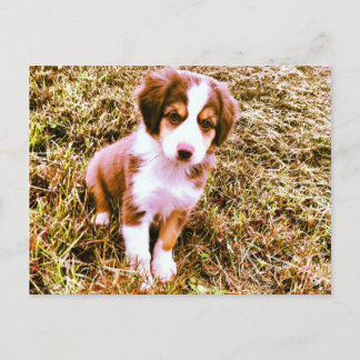 Miniature Australian Shepherd! Mini Aussie Puppy! Postcard