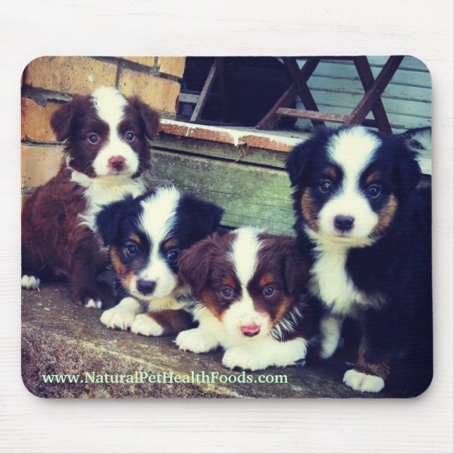 Miniature Australian Shepherd Puppy Mousepad (Front)
