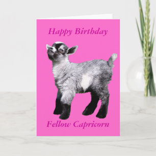 Miniature Baby Goat Card