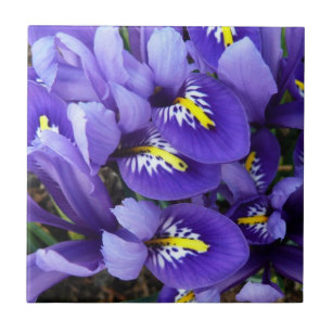Miniature Blue Irises Spring Floral Ceramic Tile