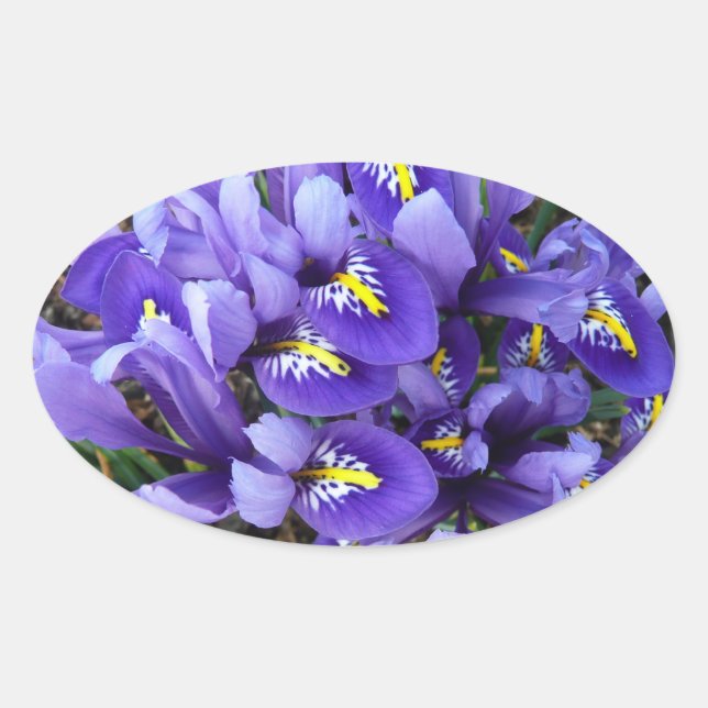 Miniature Blue Irises Spring Floral Oval Sticker (Front)