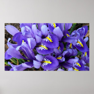 Miniature Blue Irises Spring Floral Poster