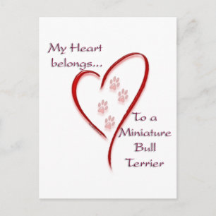 Miniature Bull Terrier Heart Belongs Postcard