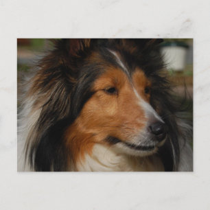Miniature Collie Postcard