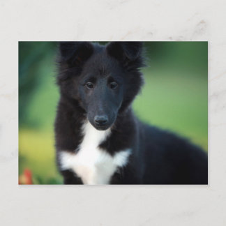 miniature collie postcard