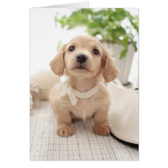 Miniature Dachshund (Front)