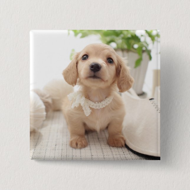 Miniature Dachshund 15 Cm Square Badge (Front)