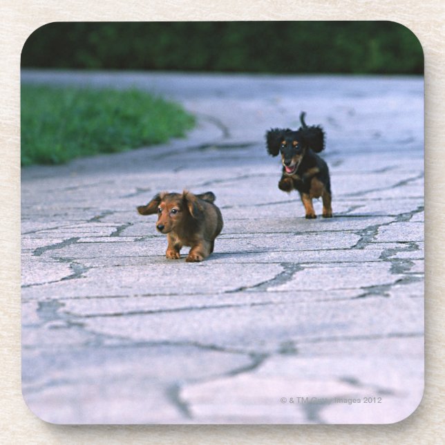 Miniature Dachshund 3 Coaster (Front)