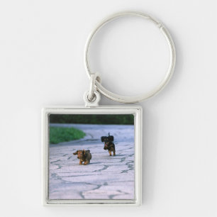 Miniature Dachshund 3 Key Ring