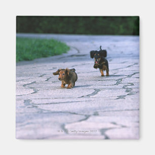 Miniature Dachshund 3 Magnet