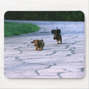 Miniature Dachshund 3 Mouse Pad