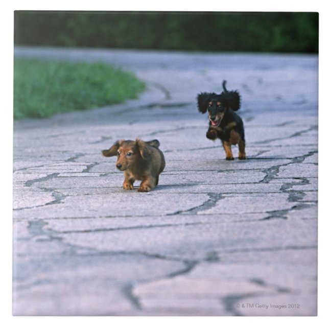 Miniature Dachshund 3 Tile (Front)