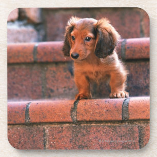 Miniature Dachshund Coaster