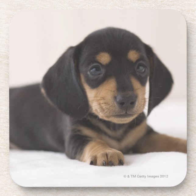 Miniature Dachshund Coaster (Front)