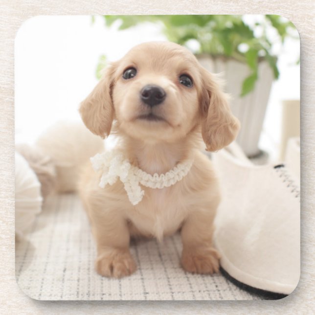 Miniature Dachshund Coaster (Front)