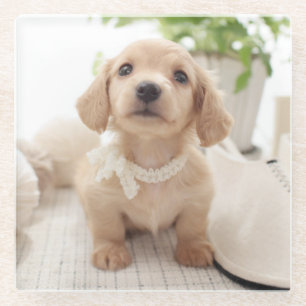 Miniature Dachshund Glass Coaster