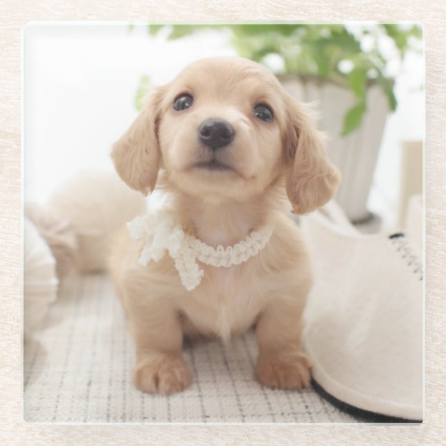 Miniature Dachshund Glass Coaster (Front)