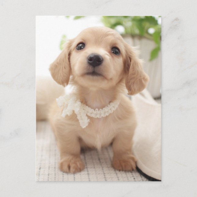 Miniature Dachshund Postcard (Front)